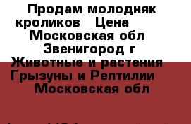 Продам молодняк кроликов › Цена ­ 350 - Московская обл., Звенигород г. Животные и растения » Грызуны и Рептилии   . Московская обл.